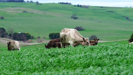 Beef cows and calves grazing on grass in Australia.