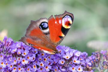 Schmetterling in der Natur 
butterfly in nature
papillon dans la nature 