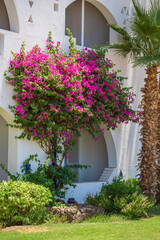 Fototapeta premium Detail of white wall of a house and red flower tree on the street of Egypt in Sharm El Sheikh
