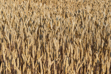 Golden wheat field on a sunny day in the morning, close up