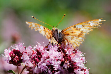 Fototapeta na wymiar Schmetterling in der Natur butterfly in nature papillon dans la nature 