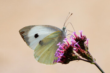 Schmetterling in der Natur 
butterfly in nature
papillon dans la nature 