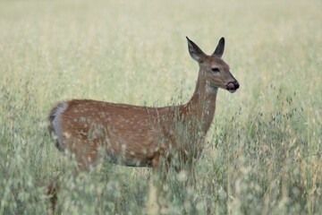 Spotted fawn