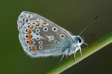 Schmetterling in der Natur 
butterfly in nature
papillon dans la nature 