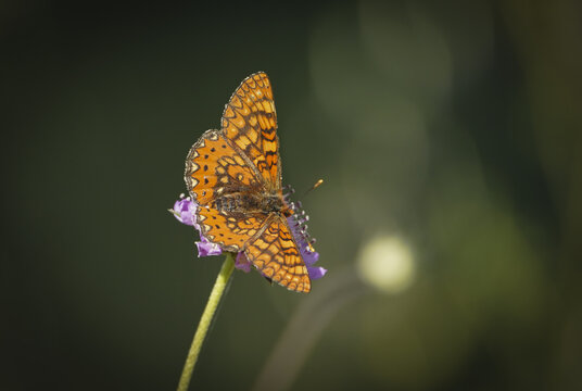 Closeup shot of a marsh fritillary butterfly perched on a flower on a blurred background