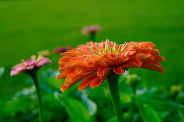 Focus on the side of a large orange zinnia flower.