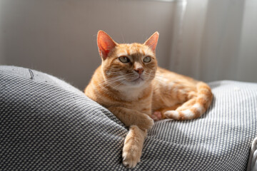 brown tabby cat with green eyes lying on a gray sofa under the light of the window
