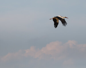 vulture in flight
