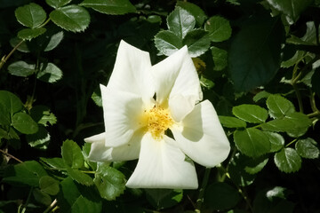 White flower outdoors in the sunshine