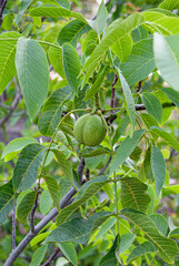 green nuts on tree