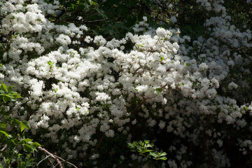 White flowers in the sunshine