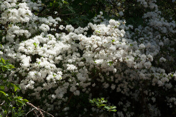 White flowers in the sunshine

