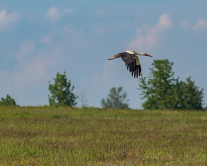 stork in flight