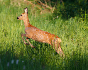 roe deer in the grass