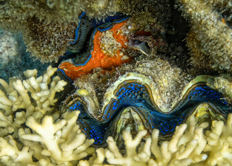 cockle Giant Clam in the Red Sea Colorful and beautiful