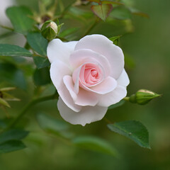 perfect pastel rose