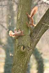 squirrel playing on tree