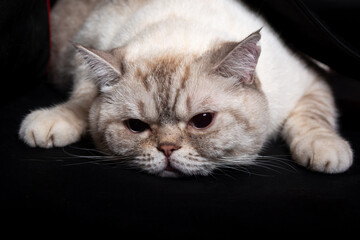 British shorthair cat lies on the floor. tabby color. black background. Close-up portrait