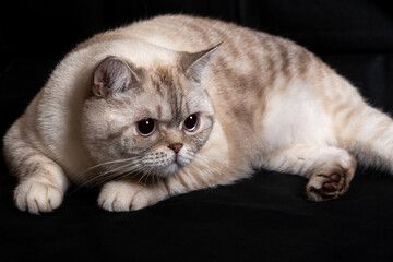Fototapeta na wymiar British shorthair cat lies on the floor. tabby color. black background. Close-up portrait