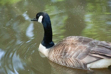 A Canadian goose swimming in a pond.