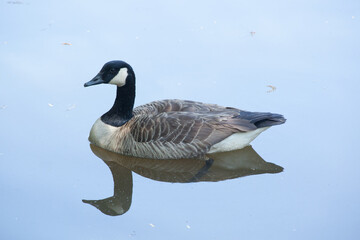 A Canadian goose swimming in a pond.