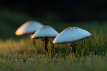 Mushrooms on the lawn.