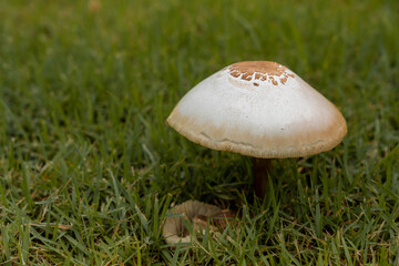Mushrooms on the lawn.