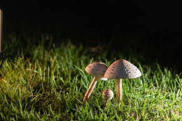 Mushrooms on the lawn.
