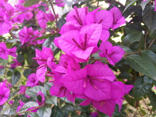 bouganville pink 