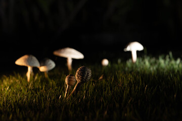 Mushrooms on the lawn.