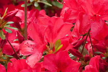 Red Azalea blooming in the sunsine