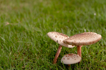 Mushrooms on the lawn.