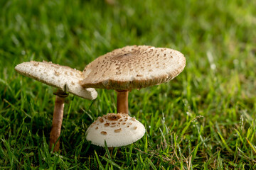 Mushrooms on the lawn.