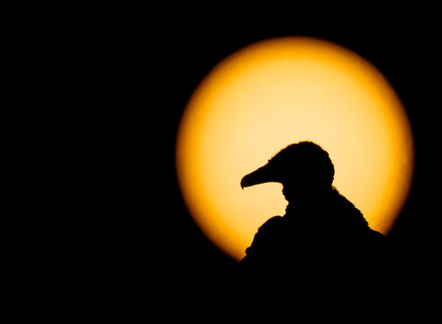 Black Vulture silhouette