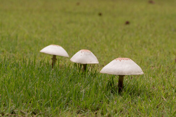 Mushrooms on the lawn.