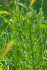 Green horsetail on a meadow with drops of morning dew.
