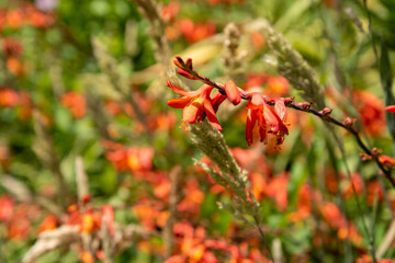 Beautifulorange Montbretia flower in New Zealand's wilderness