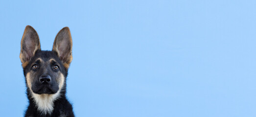 Funny German shepherd puppy with long ears and head tilted on blue background banner copy space