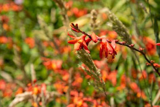 Beautifulorange Montbretia flower in New Zealand's wilderness
