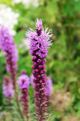 Tall purple-pink flower