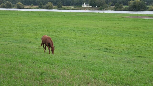 View over a horse pasture into the valley of the river Maas near the city from Kessel in the Dutch province of Limburg, a  young horse is playing and grazing near the bank