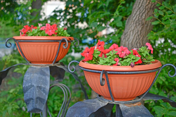 Orange flower bed with flowers in the city close-up