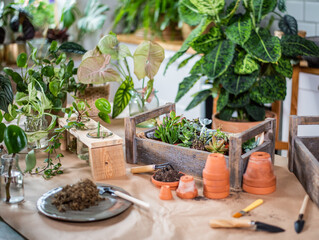 Verschiedene Sukkulenten in Holzkiste auf Arbeitstisch umgeben von Werkzeug, Tontöpfen, Blumenerde, Zimmerpflanzen Hintergrund, grün Urban Jungle