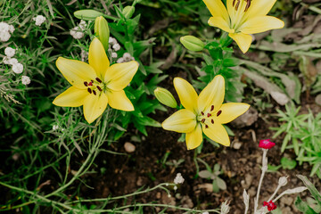 Yellow Lily Flowers in the Garden. yellow flowers planted in my garden