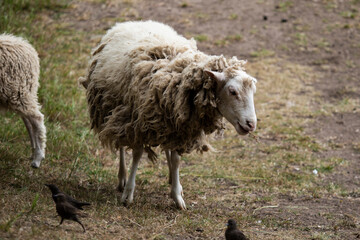 sheep and birds outdoors