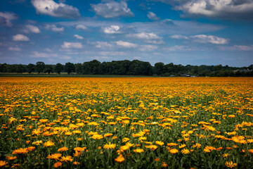 A field of blooming orange calendula flowers, Calendula officinalis, Lower Silesia, Poland. 
Used for production of medicines and pharmaceutics. Sunny, summer day.
