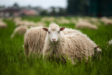 sheep in herd looking into camera