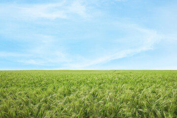 Fototapeta premium Beautiful agricultural field with ripening wheat crop