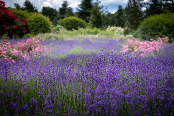 A field of lavender flowers. 