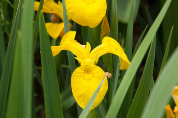 Yellow Iris in the sunshine